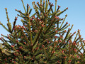 Picea abies Rydal IMG_3836 Świerk pospolity